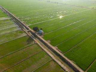 Aerial view of single house at the center of green paddy field background. Minimalize view.