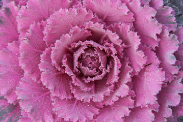 Ornamental Pink Purple Curled Cabbage Flower Plant