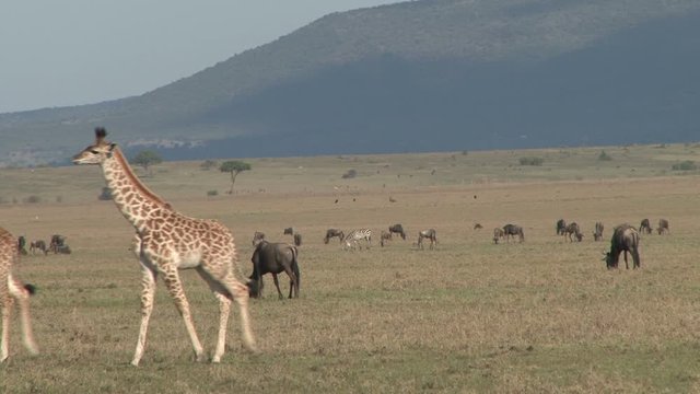  Two baby giraffes walking across the camera.