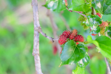 Mulberry fruits on tree, Mulberry with very useful for the treatment and protect of various diseases, Organic fresh, ripe fruit.