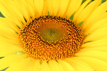 Close up of sunflower pollen focus on the center