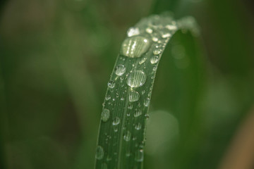 dew on grass