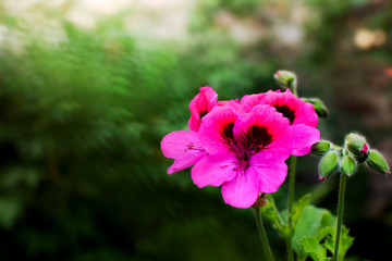 Fototapeta premium Floral Background