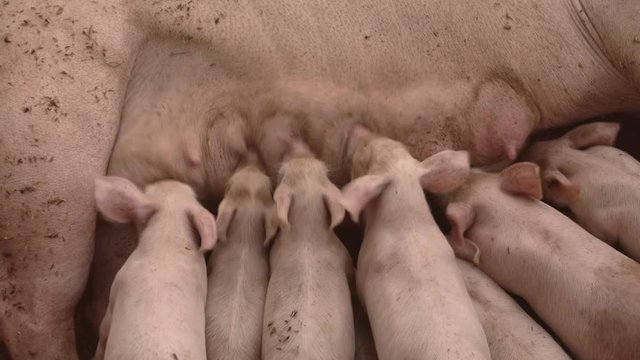 Newborn piglets feeding from mother pig in organic farm