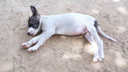 Homeless dog, black and white color of dog sleeping on the sand, Relaxed dog, Space for text in...