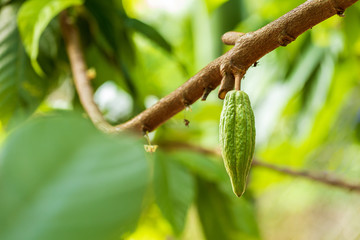 Cacao Tree (Theobroma cacao). Organic cocoa fruit pods in nature.