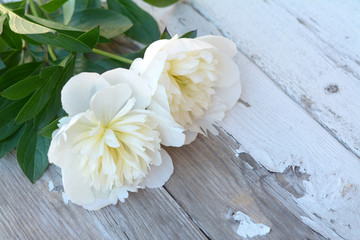 Fototapeta na wymiar white peony