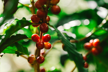 Fototapeta premium Coffee beans ripening on tree in North of thailand