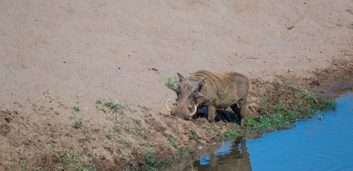 A common warthog isolated on a river bank in the Kruger National Park in South Africa image with copy space in horizontal format