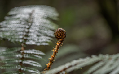New Zealand fern isolated