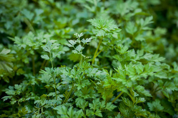 Parsley or garden parsley (Petroselinum crispum), species of  flowering plant in the family Apiaceae