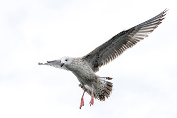 Juveniele Caspian Gull (Larus cachinnans) in flight above the water of the  oder delta in Poland, europe.
