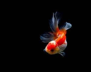goldfish isolated on a dark black background