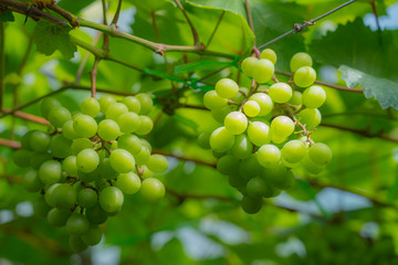 Grapes in a vineyard in the morning,