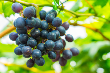 Grapes in a vineyard in the morning,