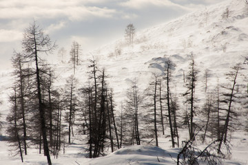 forest in winter