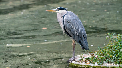heron standing next to a lake
