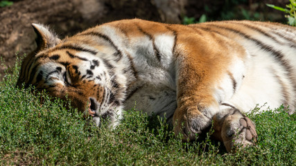 Fototapeta na wymiar sleeping tiger in the gras