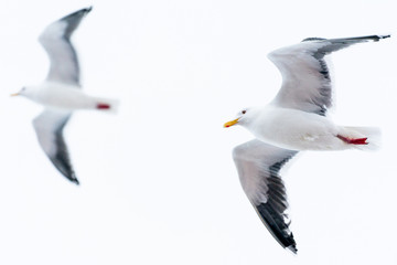 seagull 
