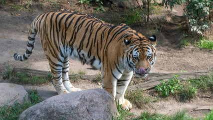 hungry standing tiger