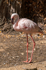 white flamingo standing and looking to the left