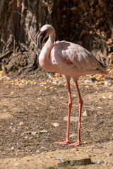 white flamingo standing and looking to the left
