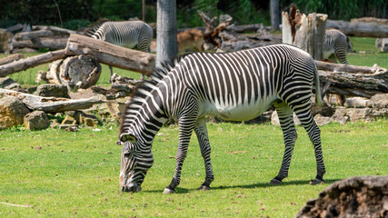green grass eating zebra