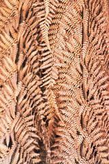 Abstract background image of dried fern tree leaves close up