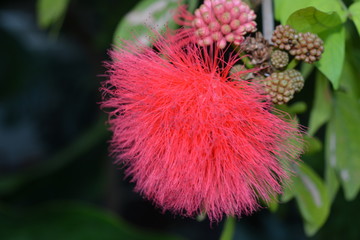 AVRIOUS FLOWERS, FERNS AND CACTI