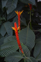 AVRIOUS FLOWERS, FERNS AND CACTI