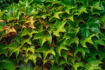 Background from green polyhedral leaves.