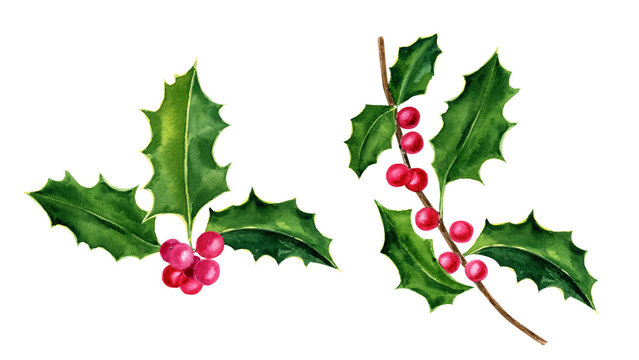 Holly, watercolor botanical illustration, hand-drawn. Isolated leaves and berries on a white background. For your projects, invitations, cards, patterns, banners, posters and more.