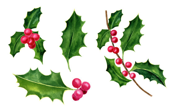 Holly, watercolor botanical illustration, hand-drawn. Isolated leaves and berries on a white background. For your projects, invitations, cards, patterns, banners, posters and more.