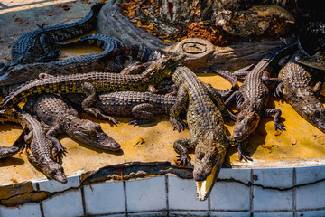 crocodile in the water
