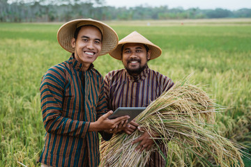 asian farmer using tablet pc for harvesting paddy rice in the field