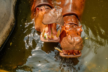 Africa hippopotamus 