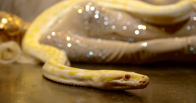 the snake lies on the female body. the girl is dressed in a gold jumpsuit with rhinestones. the snake's head is in focus. the girl is blurred