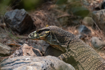 goanna in bush
