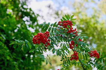 Beautiful rowan branch with red berries in the forest. Natural rowan berries