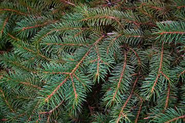 Christmas tree background with fir branches closeup. Coniferous green spruce. Photo background for design.