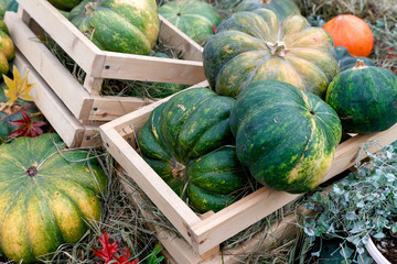 Beautiful ripe pumpkins in a box. Harvest Festival. Collective farmers autumn harvest. Gorgeous autumn background with pumpkins.