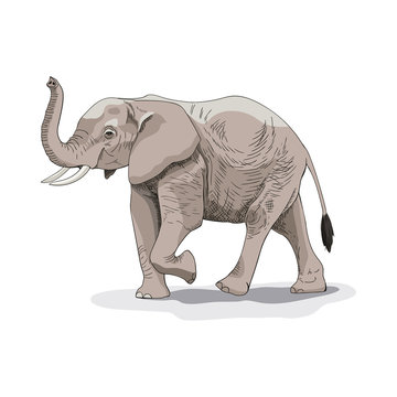 Image of an African elephant on a white background