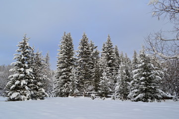 spruce forest in winter