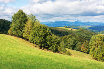 wonderful countryside in mountains on a sunny day. trees on the grassy hillside meadow. distant...