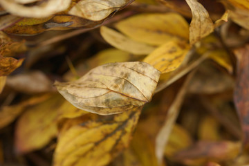 Background of dried autumn peonies leaves
