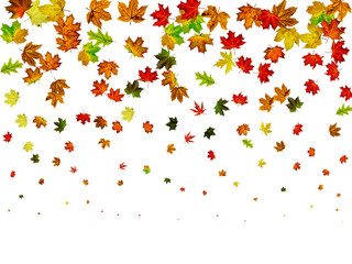 Autumn leaves background. October falling pattern isolated on white. Thanksgiving concept