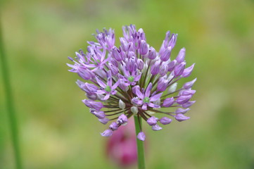 Fototapeta premium Allium Blooming