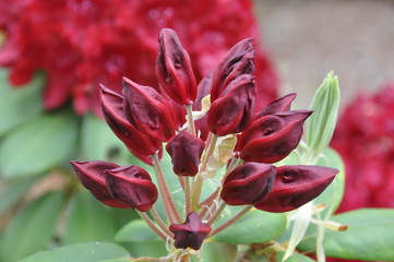 Budding Red Rhododendrons