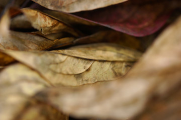 Background of dried autumn peonies leaves
