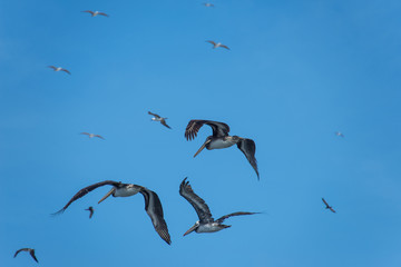 Pelicans in the sky on the Ballestas Islands (National Reserve Paracas, Peru)